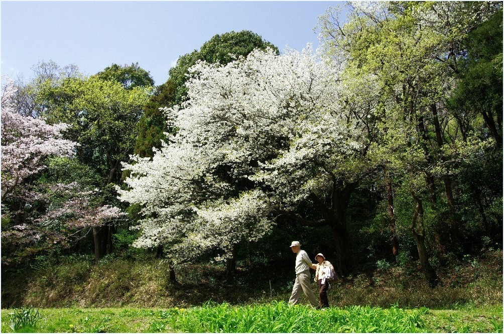 名残り桜_c0352813_15404973.jpg