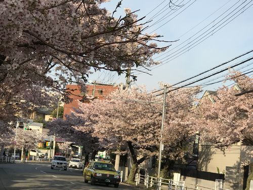 さくら・花は咲く・花の街…♪_f0223914_22560567.jpg