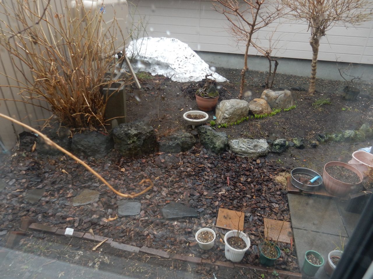 雨から雪へ　寒の戻り_c0025115_20322589.jpg