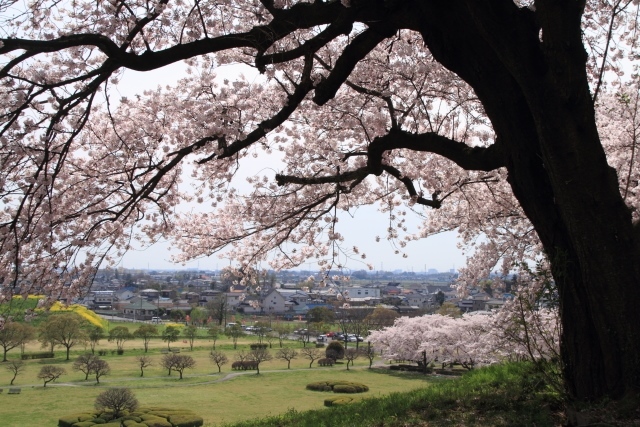 さきたま古墳の桜　4/10日_d0026817_19592249.jpg