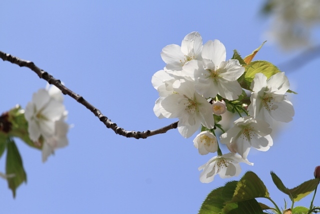 さきたま古墳の桜　4/10日_d0026817_19593627.jpg