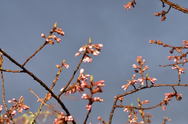 栗駒の桜標本木はもう少し_e0349817_21401097.jpg