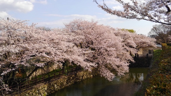 圧倒的桜。2017　　開幕_e0352820_22352698.jpg