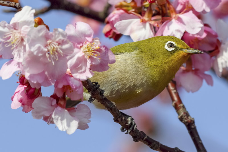 「ほっ」と。キャンペーン結果発表！小さい春・HOTランキング編_f0357923_12550448.jpg