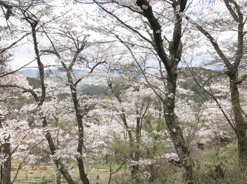 平成29年 吉野山 桜の進捗状況!!(4月12日現在)_e0154524_18042997.jpg