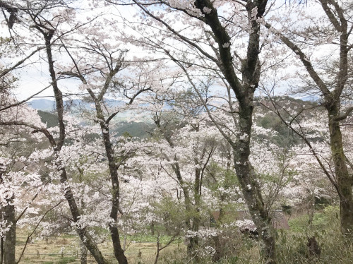 平成29年　吉野山　桜の進捗状況！！（4月12日現在）_e0154524_18042997.jpg