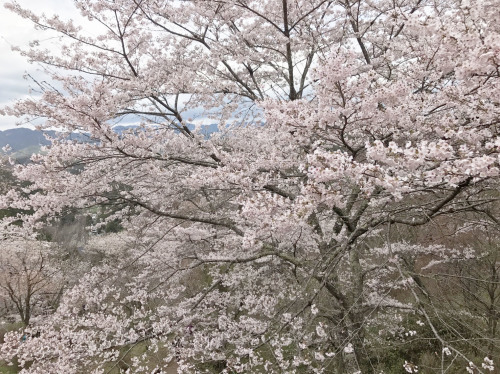 平成29年　吉野山　桜の進捗状況！！（4月12日現在）_e0154524_18043081.jpg