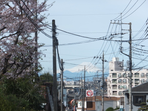 富士と桜が見ごろ ～通勤途中～　_f0144724_18094978.jpg