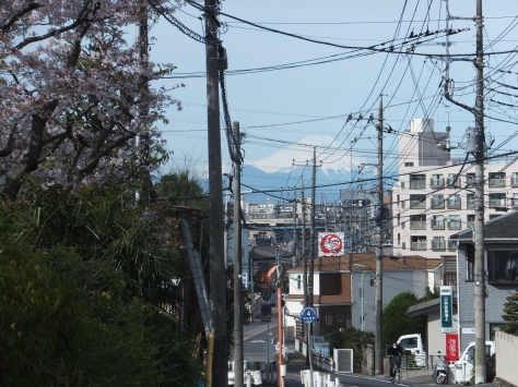 富士と桜が見ごろ ～通勤途中～　_f0144724_18114459.jpg