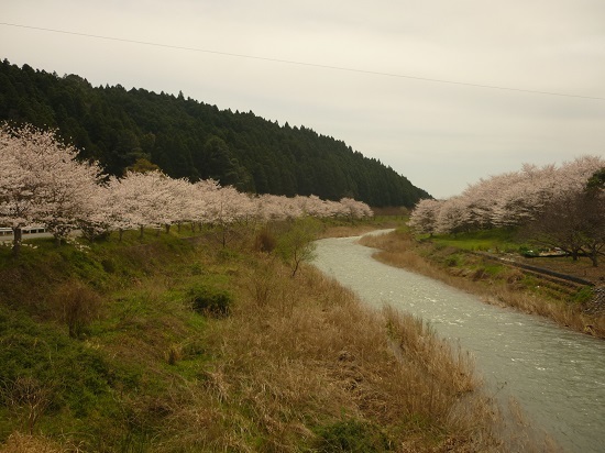 桜花繚乱_f0376124_18432214.jpg