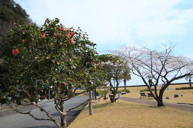 大白公園を散歩_e0321325_17201034.jpg