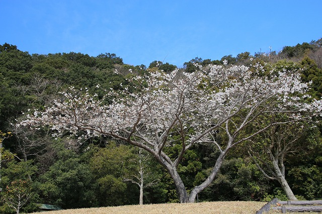 大白公園を散歩_e0321325_17212980.jpg