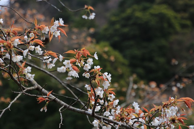 大白公園を散歩_e0321325_17253539.jpg