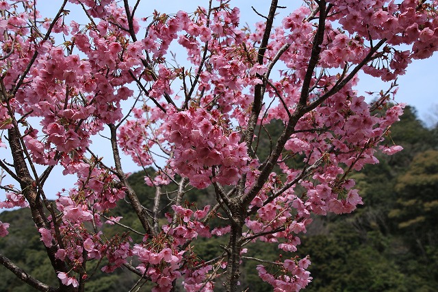 大白公園を散歩_e0321325_1728211.jpg