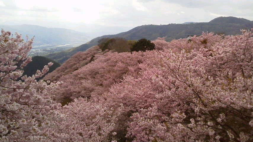 4月12日(水) 八百萬之御殿へ桜を見に行ってきました。_c0089831_223659.jpg