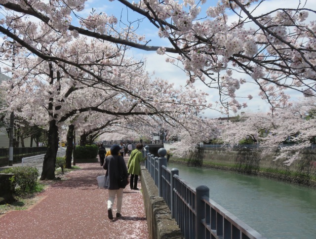 大岡川の桜_d0323231_22002704.jpg