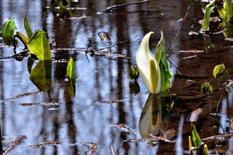 みちのく水芭蕉２_d0067934_1681233.jpg