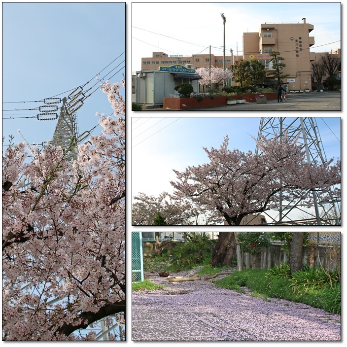 桜の花びらが散歩道を敷き詰めていました(^^♪_e0052135_22085333.jpg