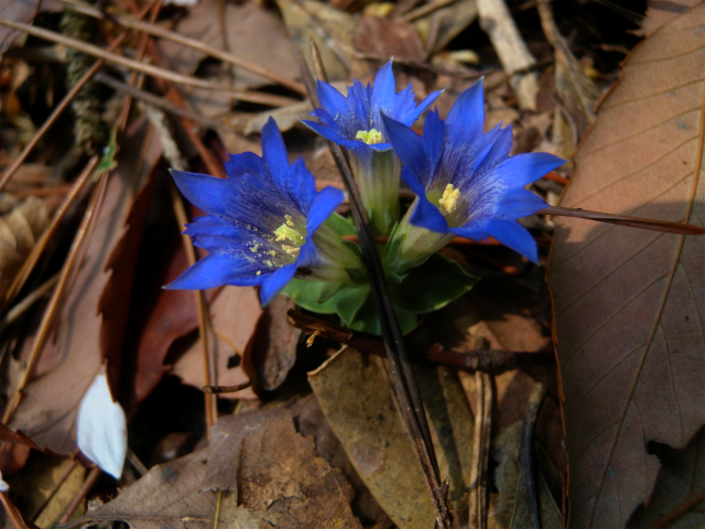 鎮南山のフデリンドウ 山桜観賞 山に癒されて 鎮南山のフデリンドウ 山桜観賞 山に癒されて