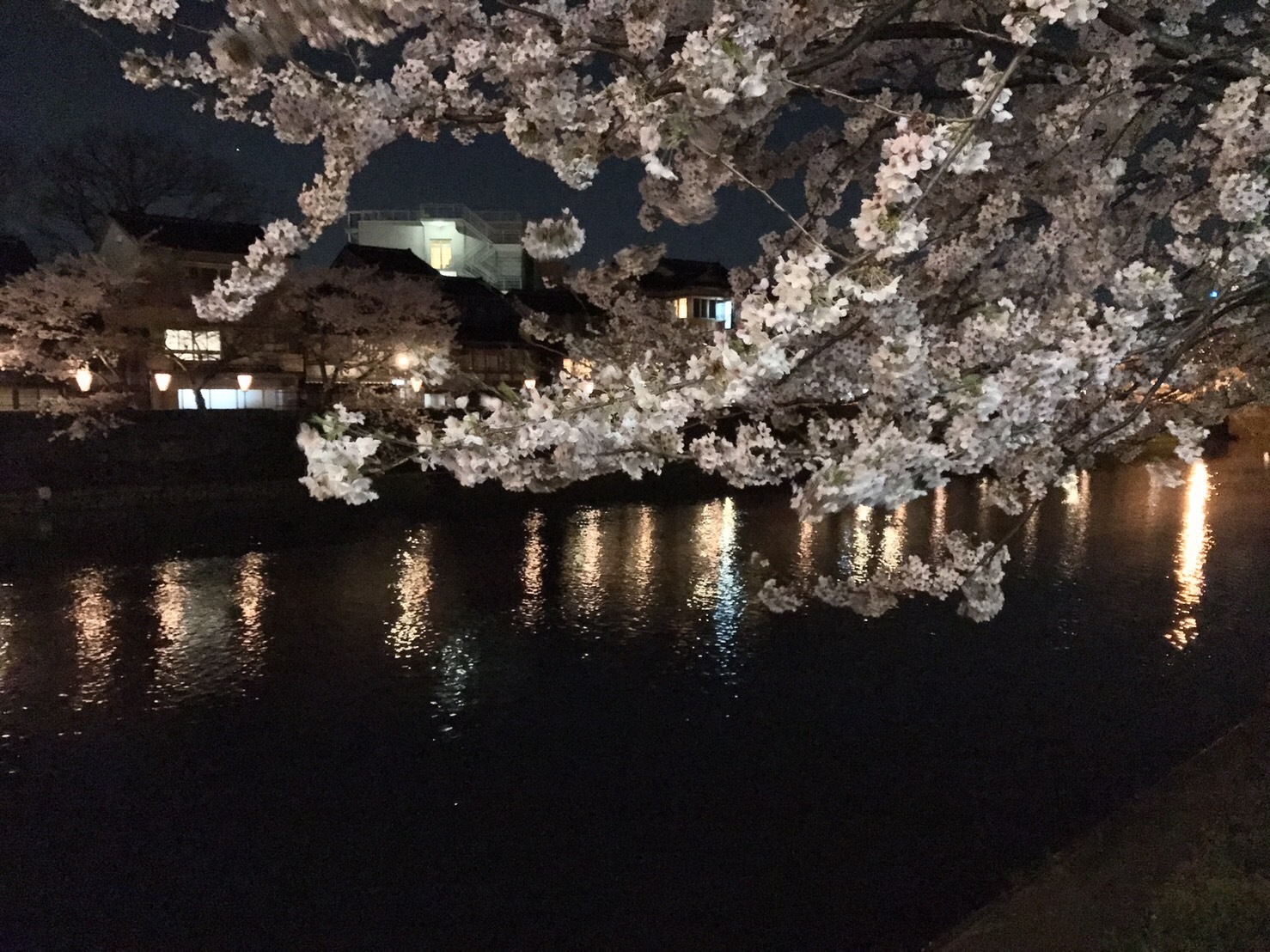 銭湯の帰りに、夜桜鑑賞〜〜_a0053036_22562598.jpg