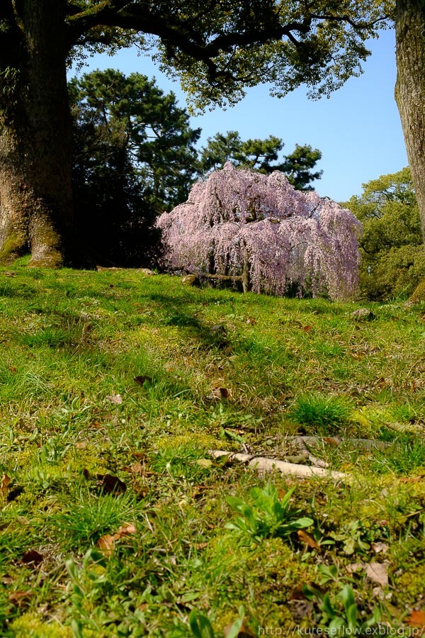 京のさくら2017　京都御苑　出水の糸桜_b0325840_20433413.jpg