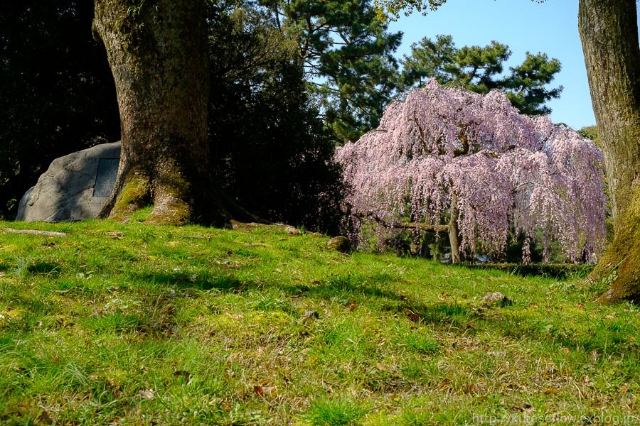 京のさくら2017　京都御苑　出水の糸桜_b0325840_20434428.jpg