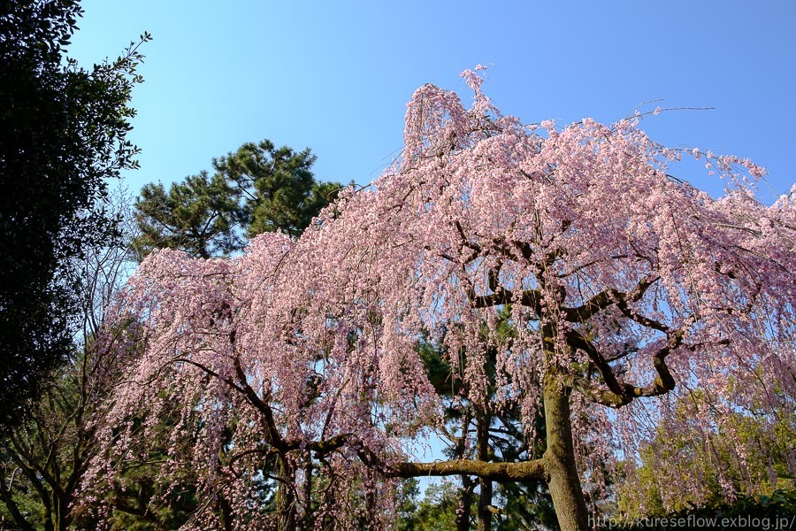 京のさくら2017　京都御苑　出水の糸桜_b0325840_20440707.jpg