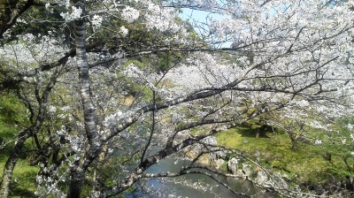 秋桜_a0107341_16440861.jpg