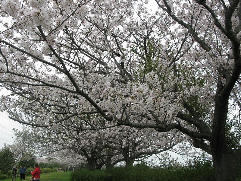 桜の花_d0333943_16281239.jpg