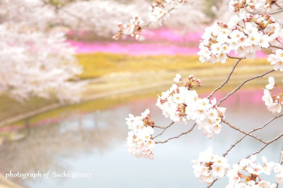 ４月１０日　桜　＠牛久大仏と幸手権現堂桜堤_e0375445_07035593.jpg