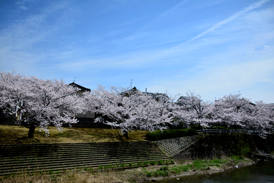 桜 1（伏見川）_c0093046_1750316.gif