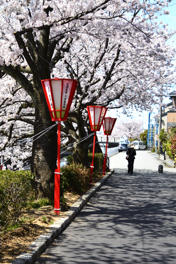 桜 1（伏見川）_c0093046_17504725.gif