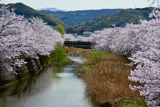 桜 1（伏見川）_c0093046_1751139.gif