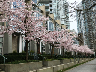 イエールタウンの桜 Prairie Life