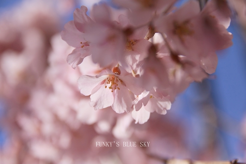 SAKURA*201７　その２(春爛漫な）_c0145250_10184815.jpg