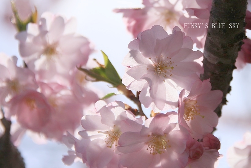 SAKURA*201７　その２(春爛漫な）_c0145250_10192376.jpg