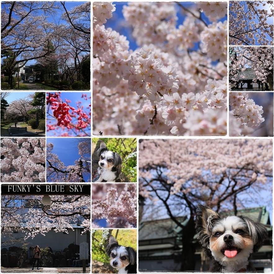 SAKURA*201７　その２(春爛漫な）_c0145250_10201904.jpg