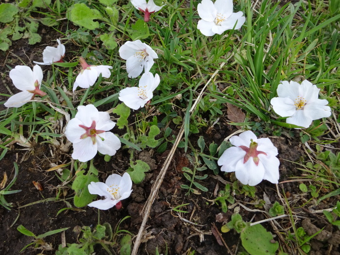 桜花切り鳥・・・（２５１２）_e0349750_08432328.jpg