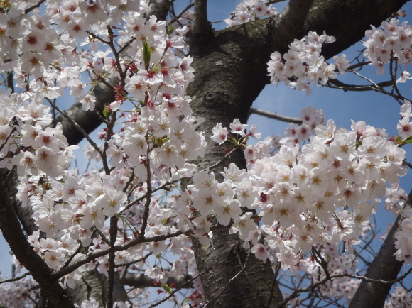 □4月12日(水)かみす桜まつり会場開花状況□_f0229750_13405689.jpg