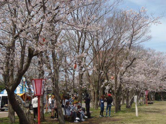 □4月12日(水)かみす桜まつり会場開花状況□_f0229750_13414585.jpg