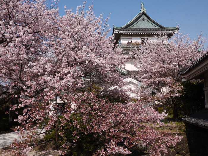 　　お城と桜、そして天守閣へ登る_b0093754_17383291.jpg