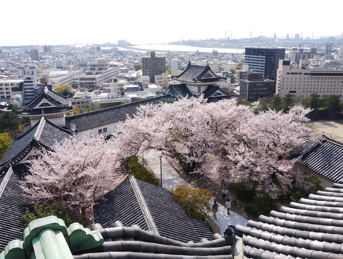 　　お城と桜、そして天守閣へ登る_b0093754_17403276.jpg