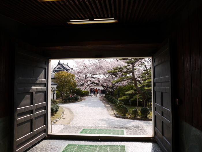 　　お城と桜、そして天守閣へ登る_b0093754_17411324.jpg