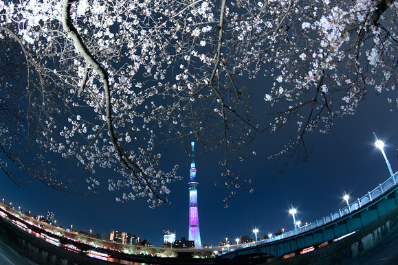 隅田公園の桜_b0283455_18562168.jpg