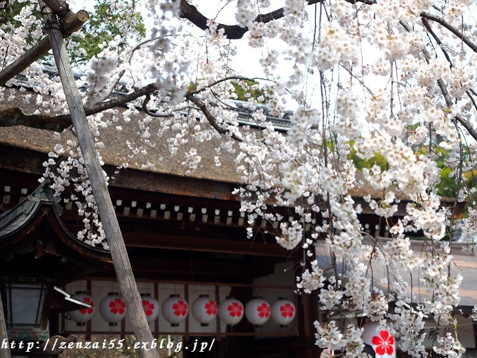 平野神社の桜_a0331259_15332435.jpg