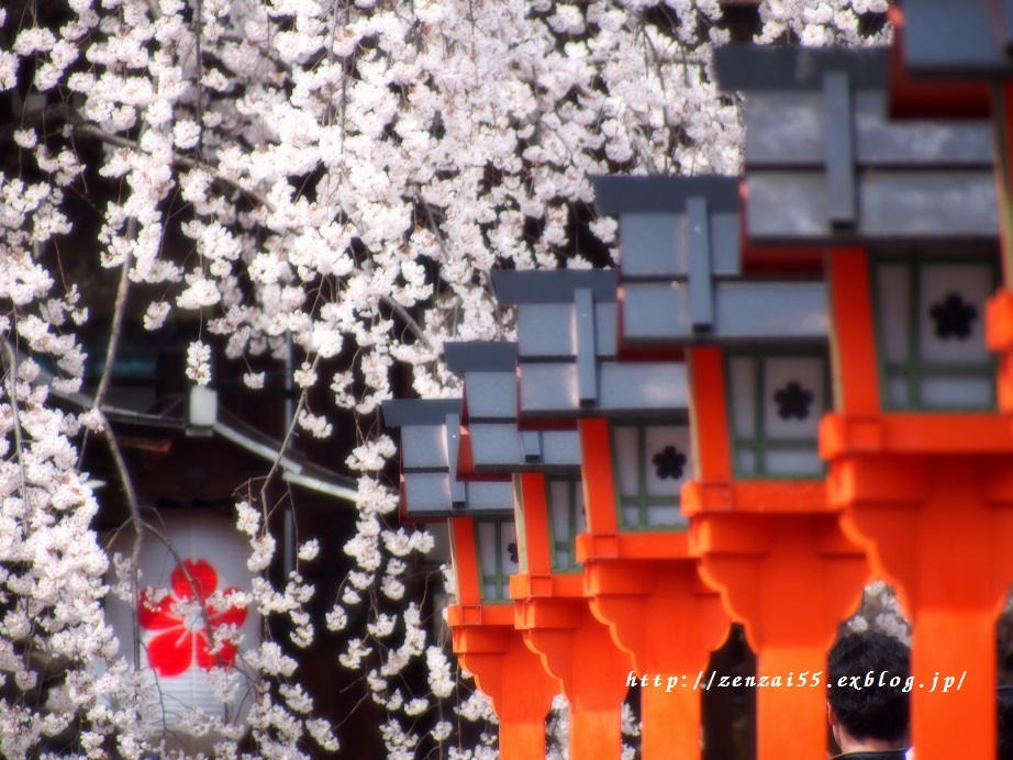 平野神社の桜_a0331259_15333771.jpg