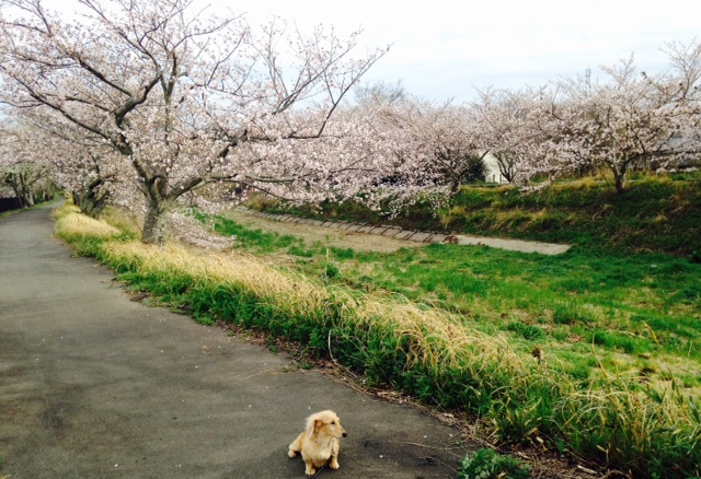 桜道を散歩&#128062;　(\'ω\')_c0327061_14553778.jpeg