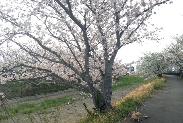 桜道を散歩&#128062;　(\'ω\')_c0327061_17483172.jpg