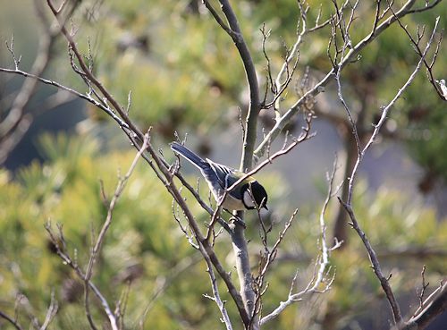 万願寺の森で探鳥会　2017/03/27_a0020763_02370872.jpg