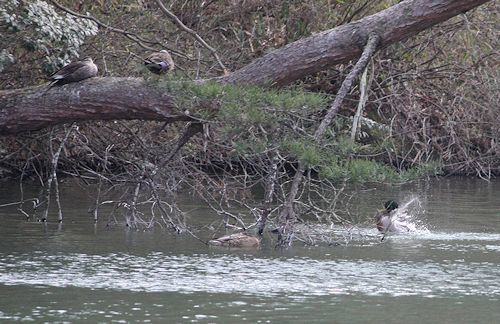 万願寺の森で探鳥会　2017/03/27_a0020763_02373552.jpg